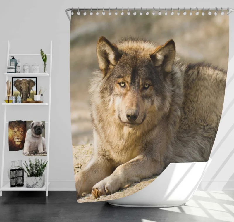 Wolf Intense Stare Wilderness Gaze Shower Curtain