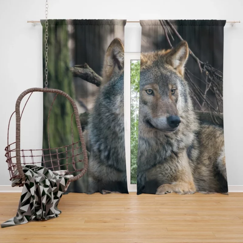 Wolf Majestic Presence Fierce Aura Curtain