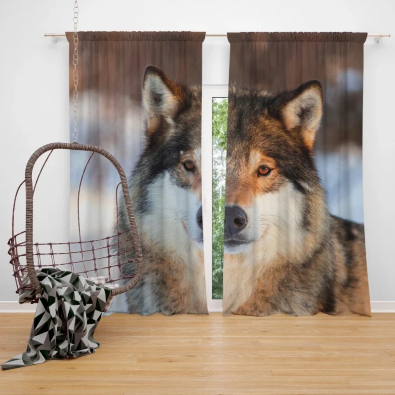 Wolf Majestic Presence Untamed Wilderness Curtain