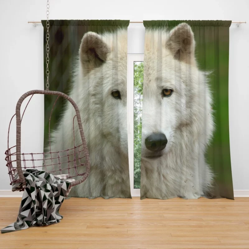 Wolf Penetrating Stare Curtain