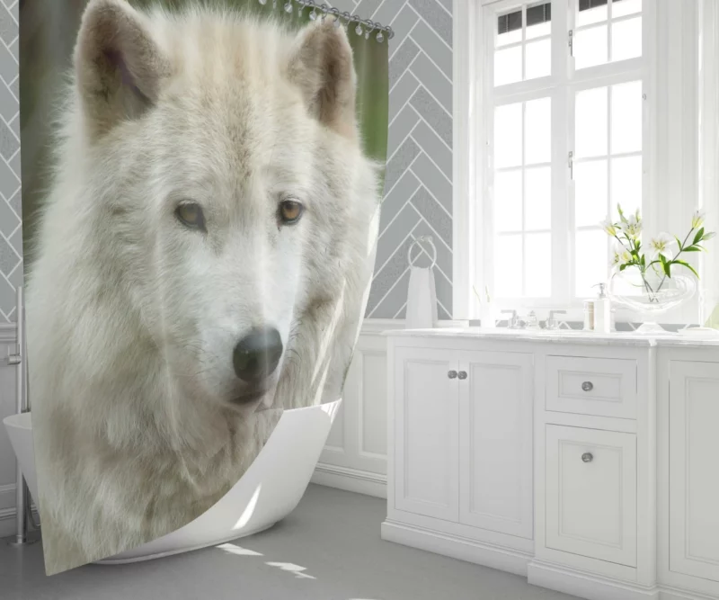 Wolf Penetrating Stare Shower Curtain 1