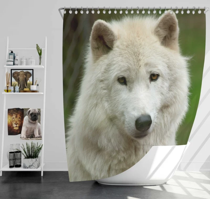 Wolf Penetrating Stare Shower Curtain