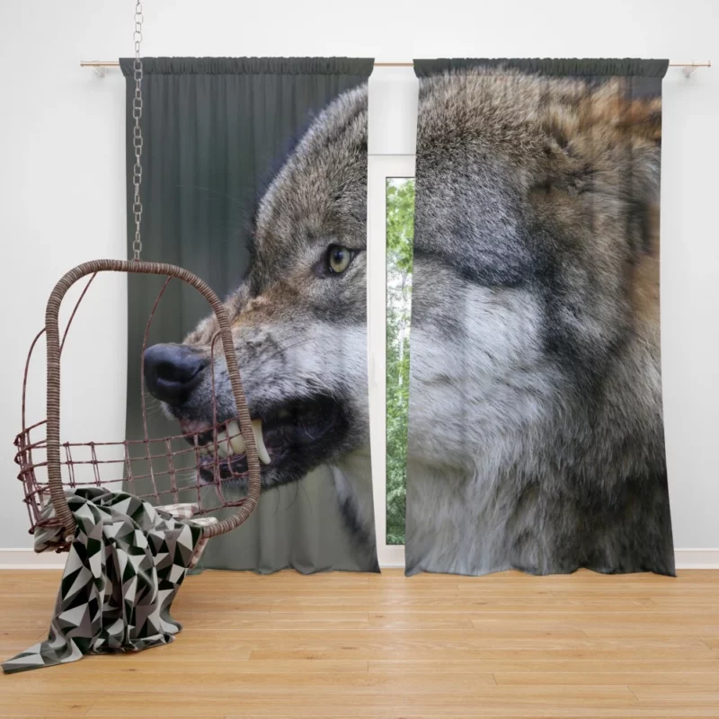 Wolf Snarl Untamed Majesty Curtain