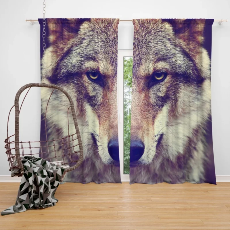 Wolf Stare Amidst Wilderness Curtain