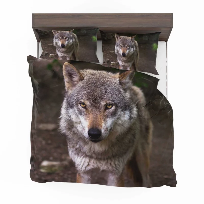 Wolf Stare in Bokeh Untamed Gaze Bedding Set 1