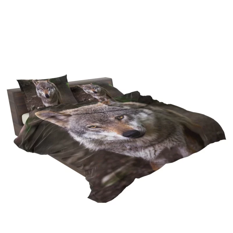 Wolf Stare in Bokeh Untamed Gaze Bedding Set 2