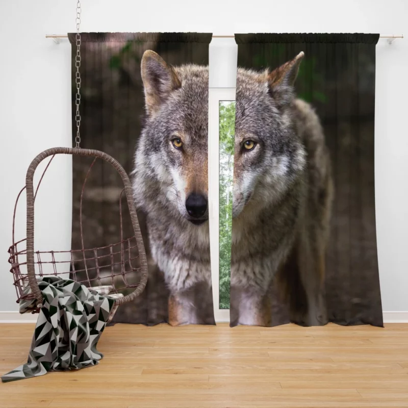 Wolf Stare in Bokeh Untamed Gaze Curtain