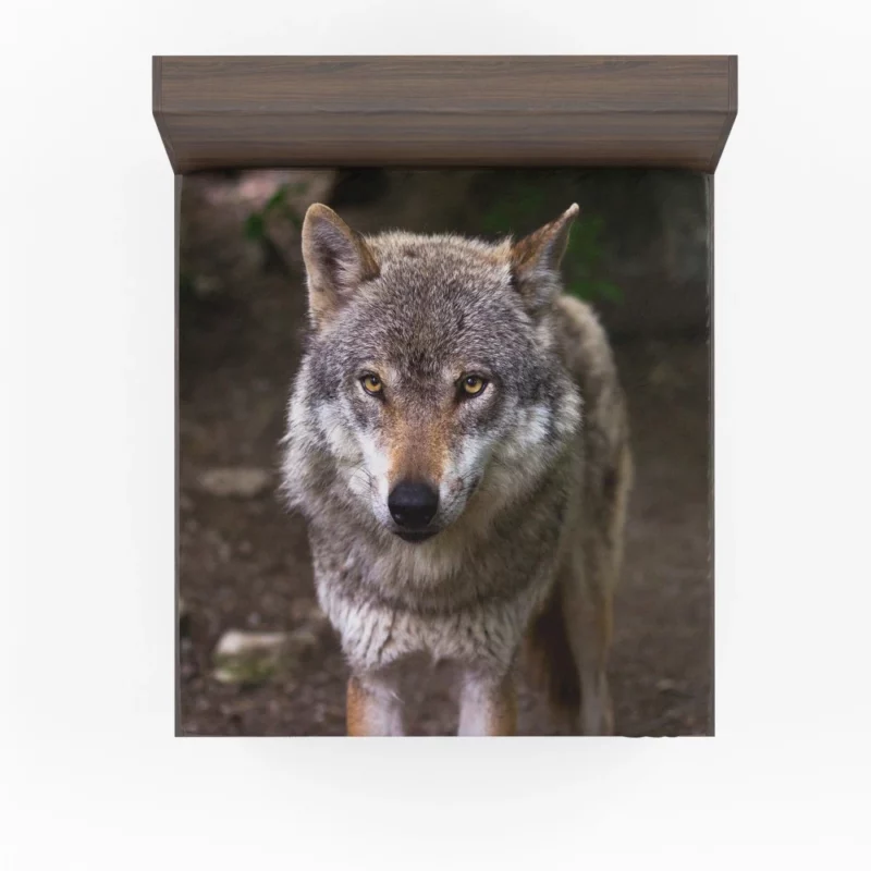 Wolf Stare in Bokeh Untamed Gaze Fitted Sheet 1