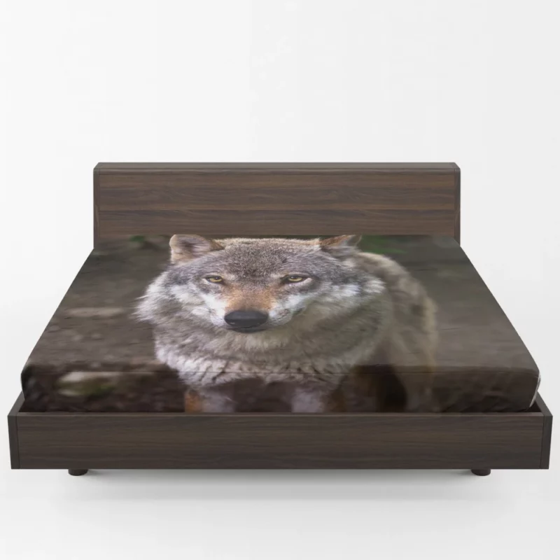 Wolf Stare in Bokeh Untamed Gaze Fitted Sheet