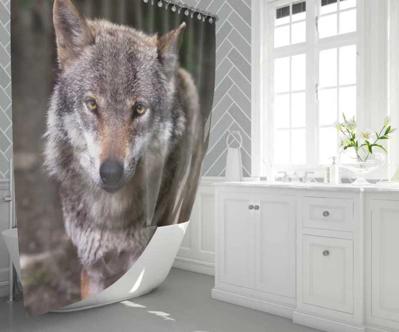 Wolf Stare in Bokeh Untamed Gaze Shower Curtain 1