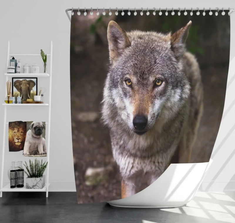 Wolf Stare in Bokeh Untamed Gaze Shower Curtain