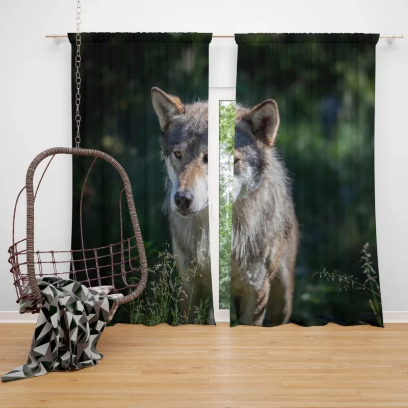 Wolf Untamed Wilderness Stare Curtain