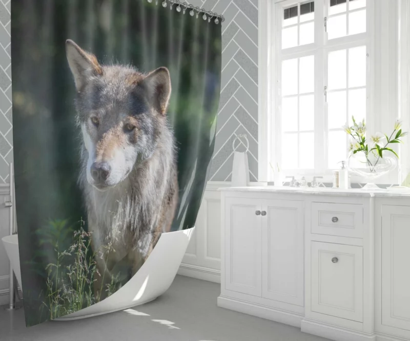 Wolf Untamed Wilderness Stare Shower Curtain 1