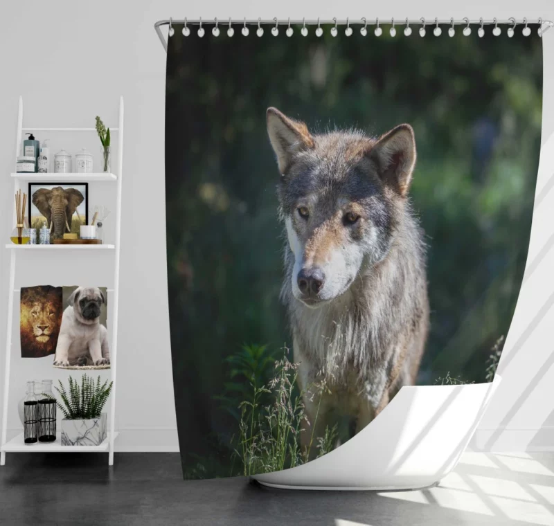 Wolf Untamed Wilderness Stare Shower Curtain