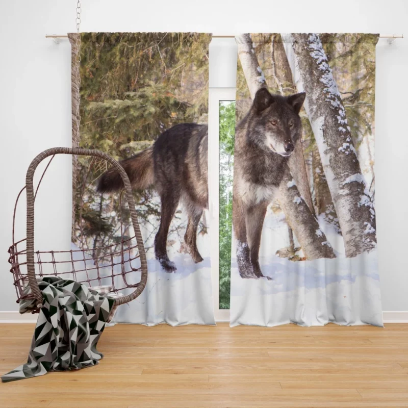 Wolf in Snow Wilderness Majesty Curtain