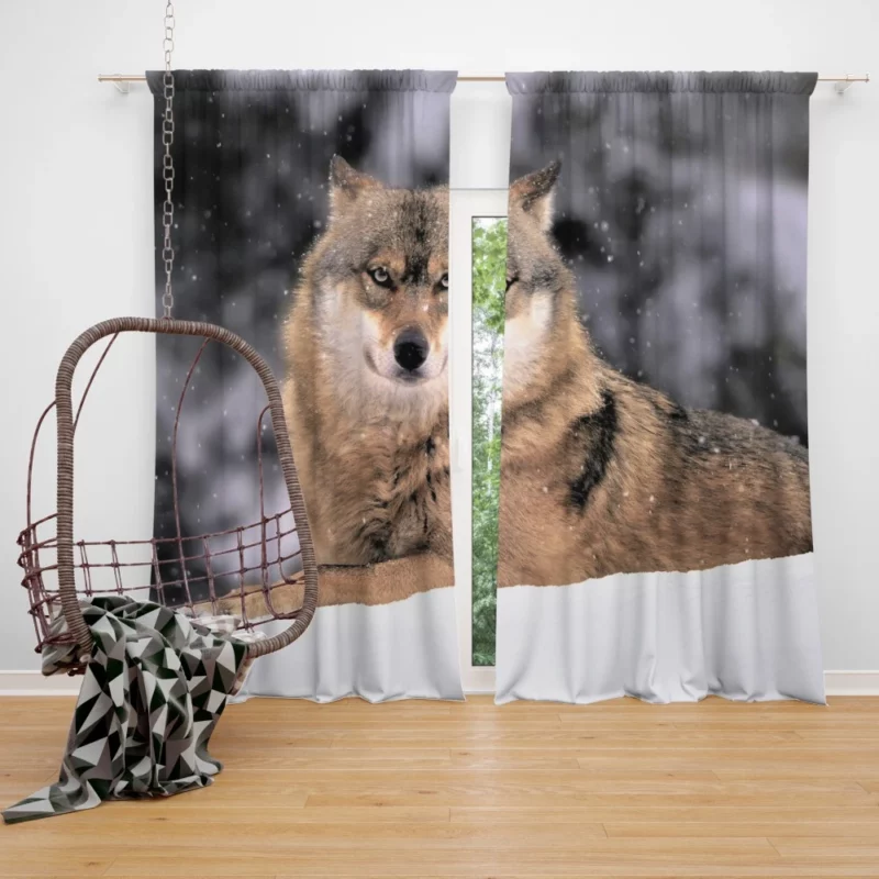 Wolf in Snowfall Enchanted Wilderness Curtain