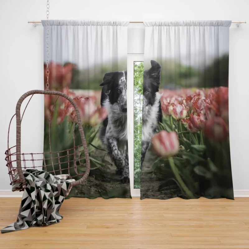 Wolfdog Depth of Field Essence Curtain