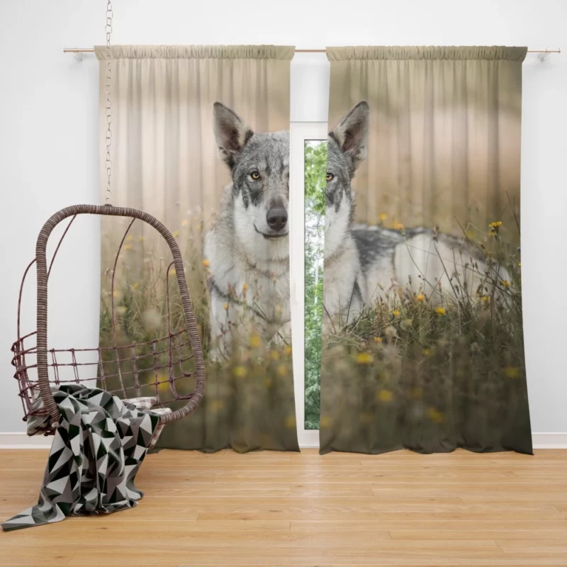 Wolfdog Intense Stare Wilderness Charm Curtain