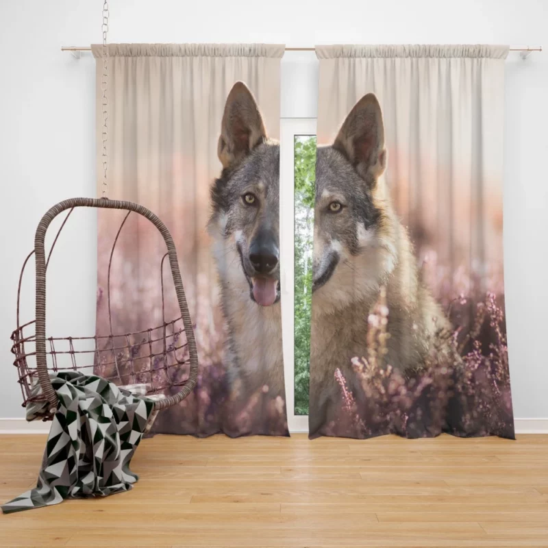 Wolfdog Lavender Charm Enigmatic Aura Curtain