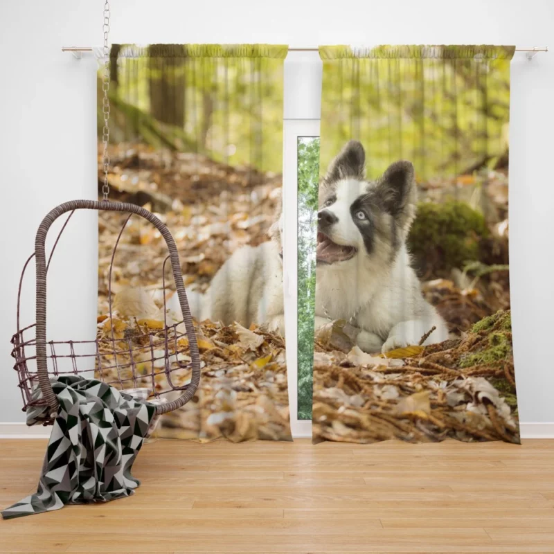 Yakutian Laika Muzzle Moments Canine Grace Curtain