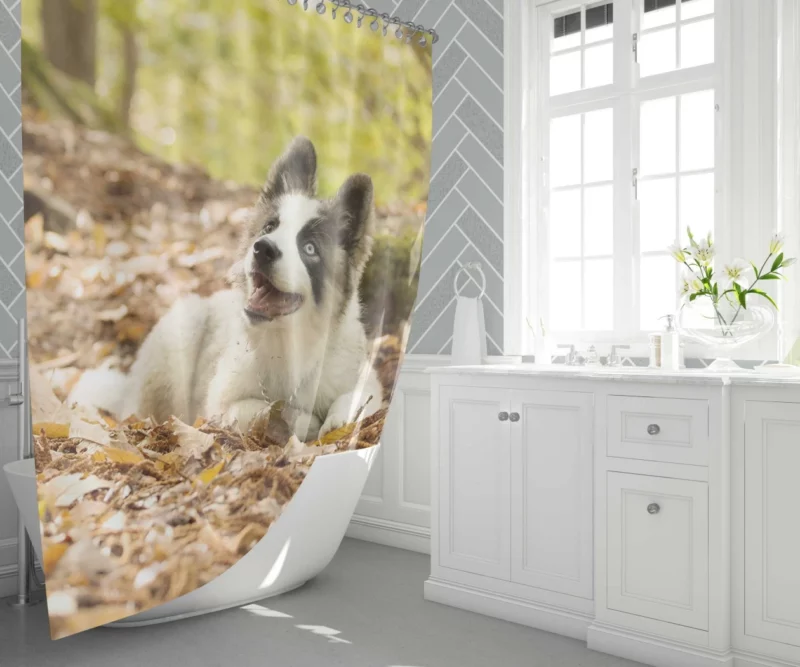 Yakutian Laika Muzzle Moments Canine Grace Shower Curtain 1