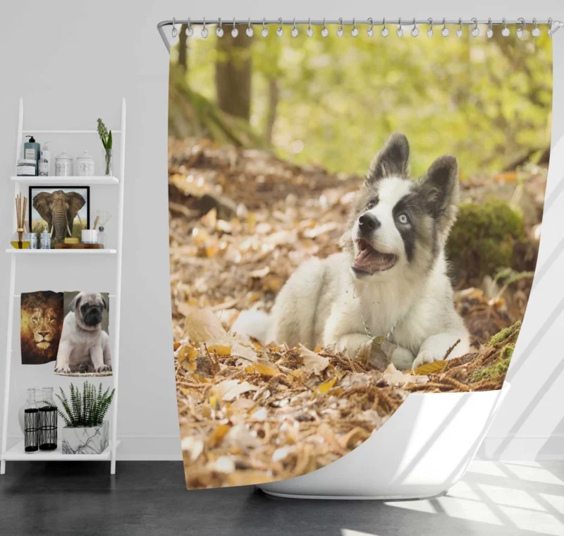 Yakutian Laika Muzzle Moments Canine Grace Shower Curtain