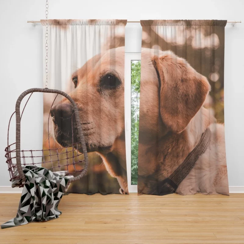 Yellow Labrador Serene Sit Curtain