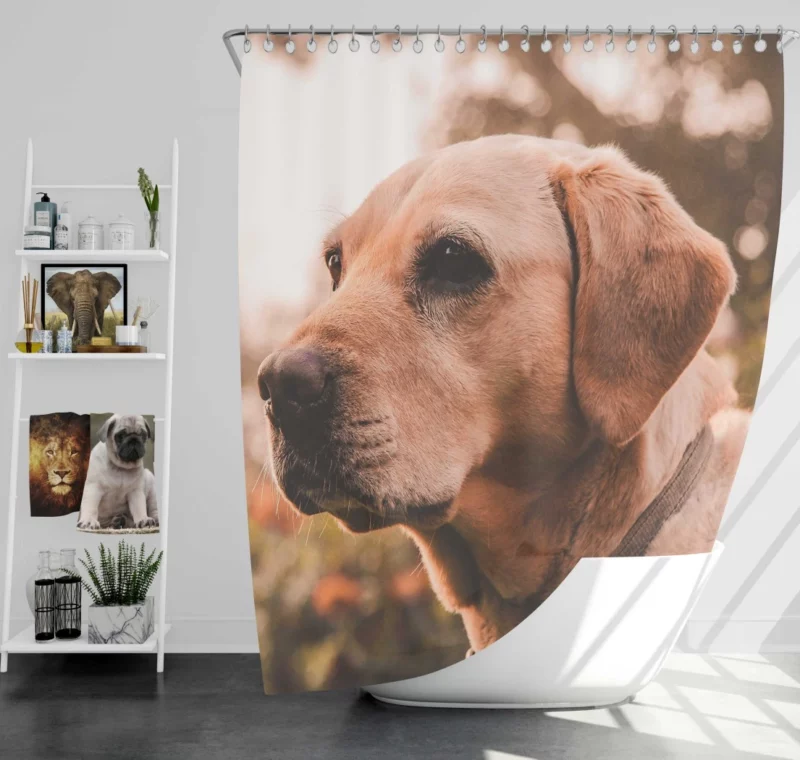 Yellow Labrador Serene Sit Shower Curtain