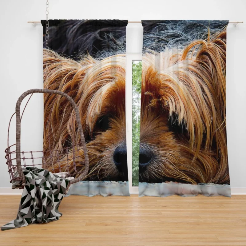 Yorkshire Terrier Adorable Charm Curtain