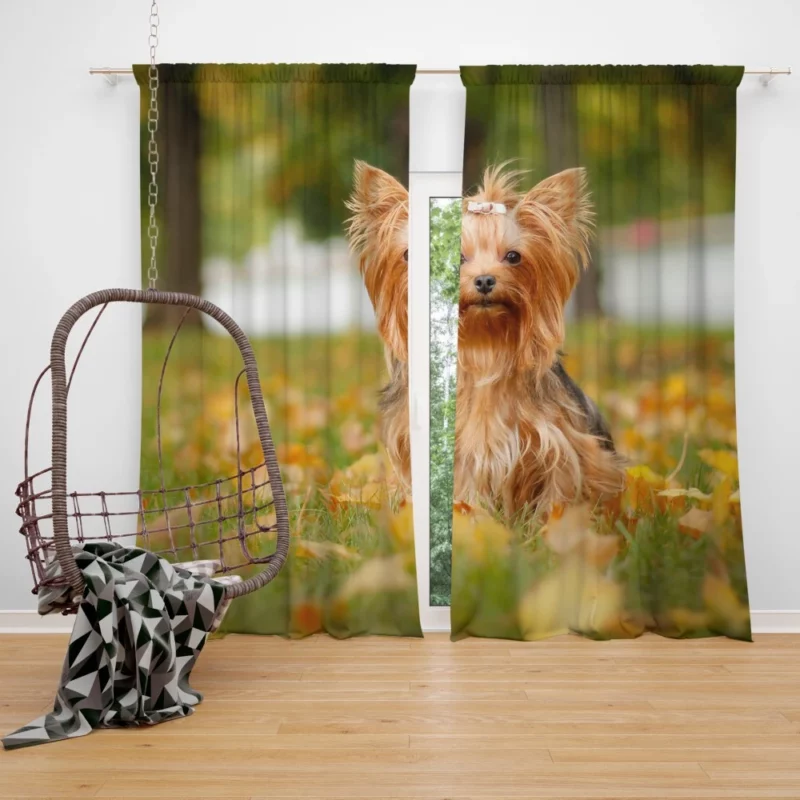 Yorkshire Terrier Captivating Gaze Furry Wonder Curtain