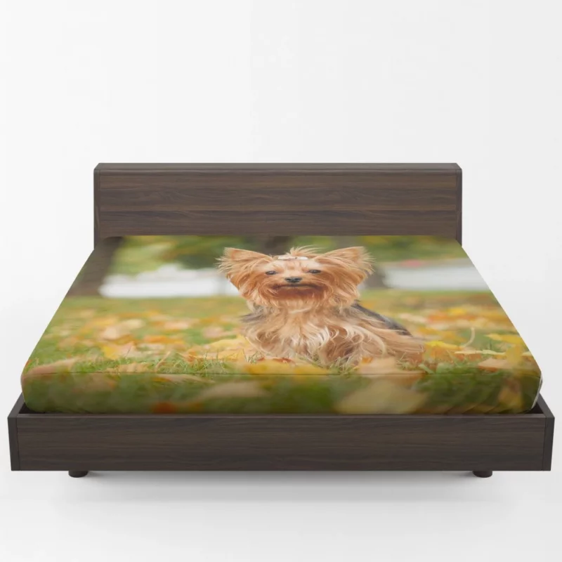 Yorkshire Terrier Captivating Gaze Furry Wonder Fitted Sheet