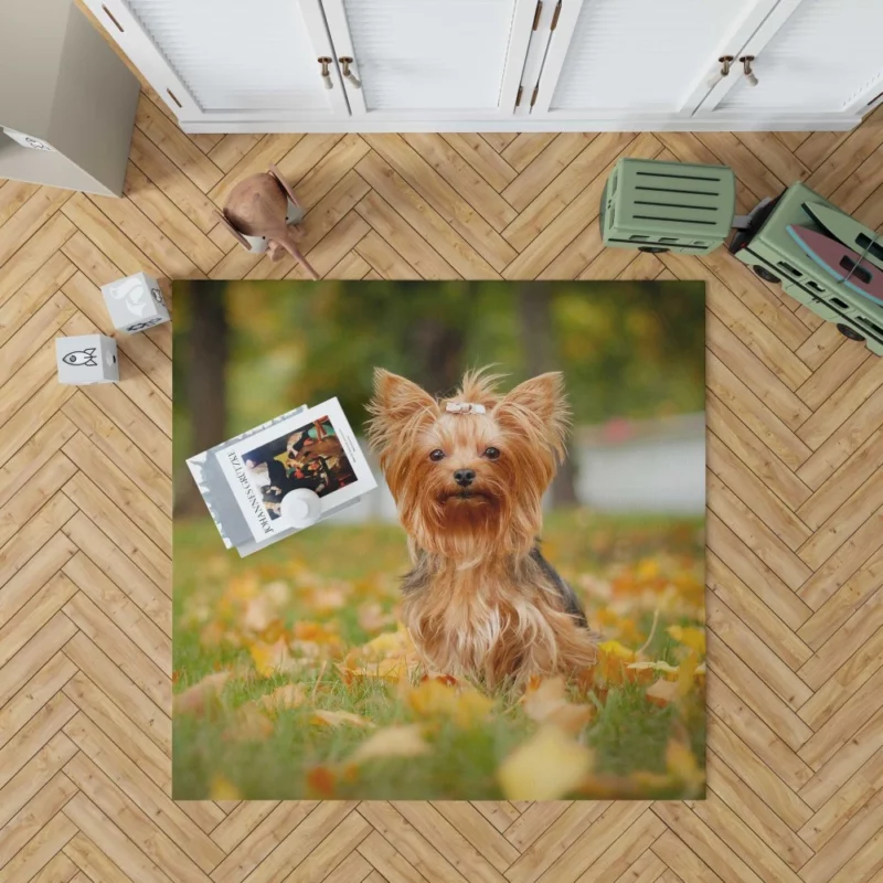 Yorkshire Terrier Captivating Gaze Furry Wonder Rug