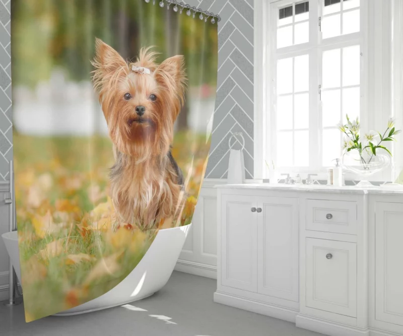 Yorkshire Terrier Captivating Gaze Furry Wonder Shower Curtain 1