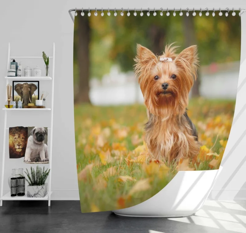 Yorkshire Terrier Captivating Gaze Furry Wonder Shower Curtain