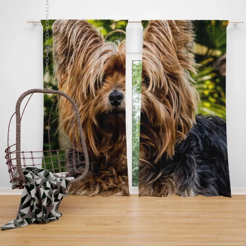 Yorkshire Terrier Petite Charm Curtain