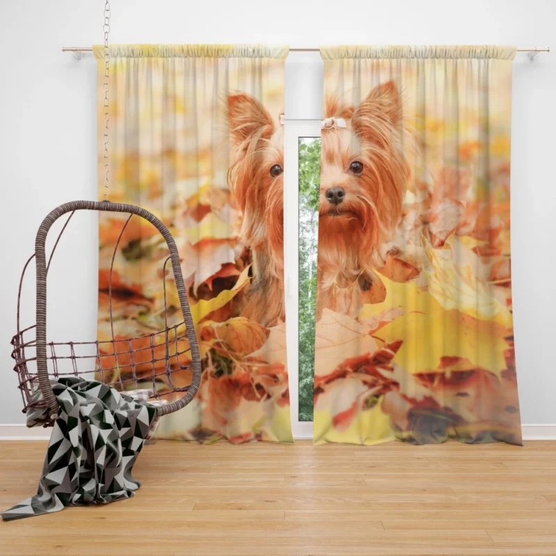 Yorkshire Terrier in Fall Autumn Elegance Curtain