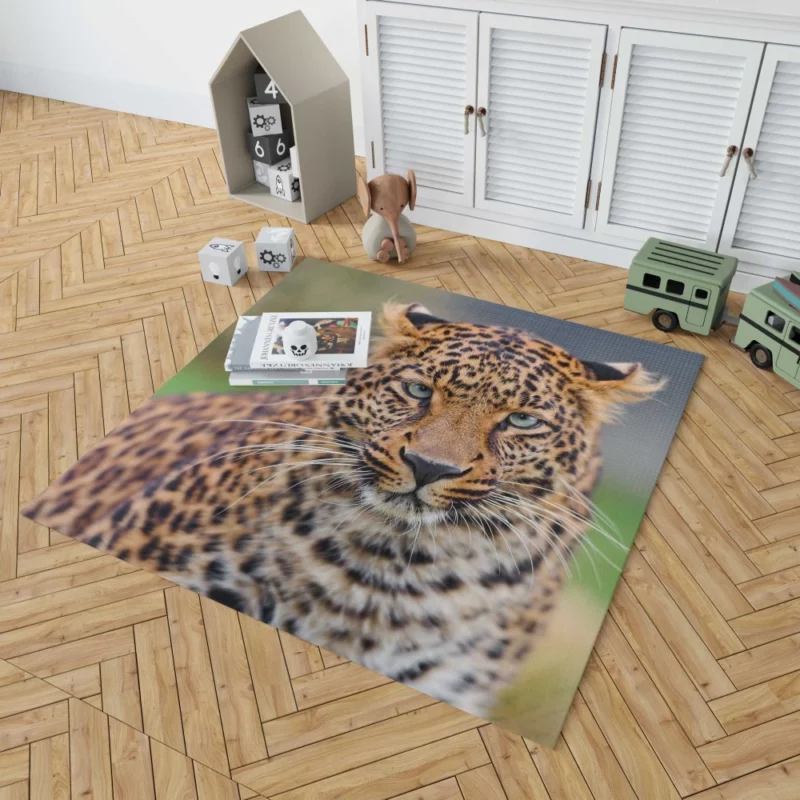 Young Leopard Playful Wilderness Rug 1