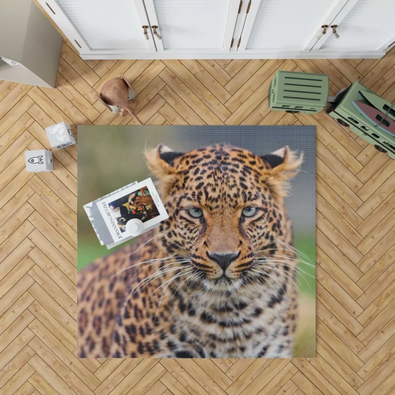 Young Leopard Playful Wilderness Rug