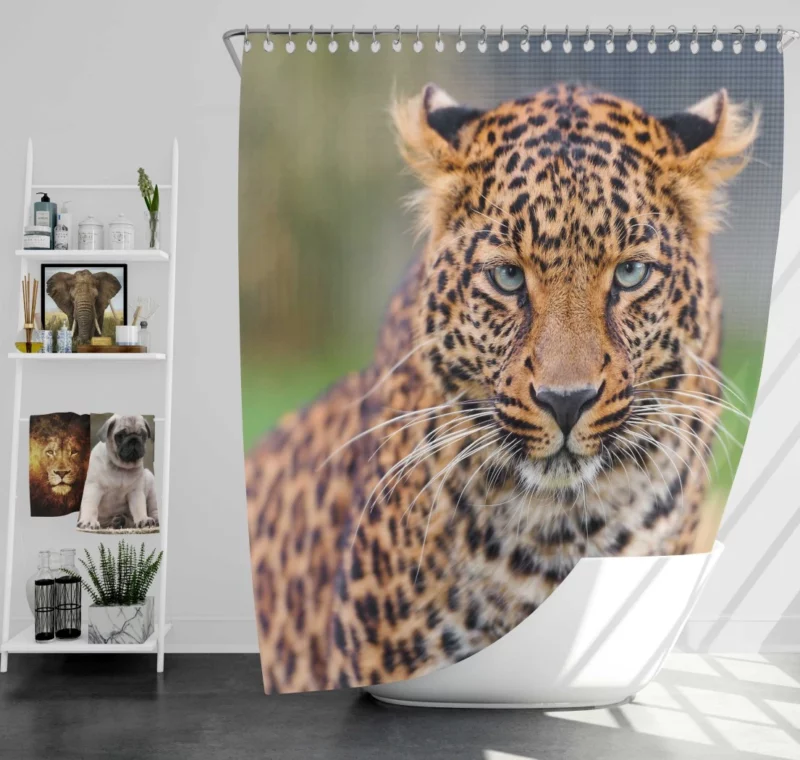 Young Leopard Playful Wilderness Shower Curtain