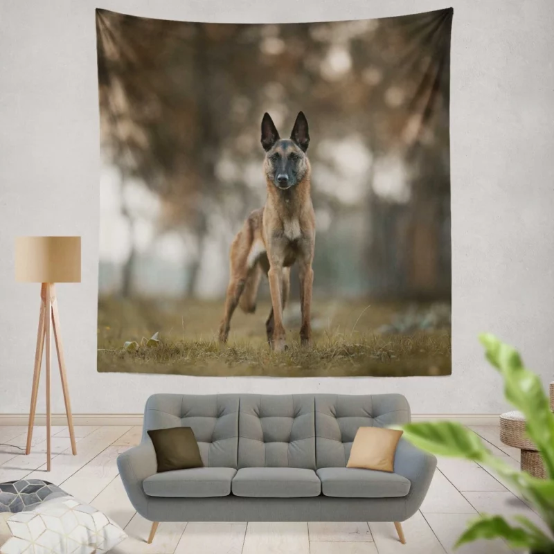 Belgian Malinois in Autumn Glow Wall Hanging Tapestry