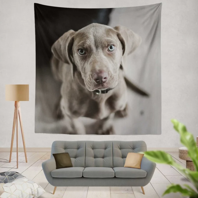 Blue-Eyed Weimaraner Piercing Gaze Wall Hanging Tapestry