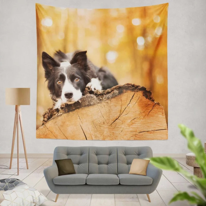 Border Collie Muzzle in Focus Canine Persona Wall Hanging Tapestry