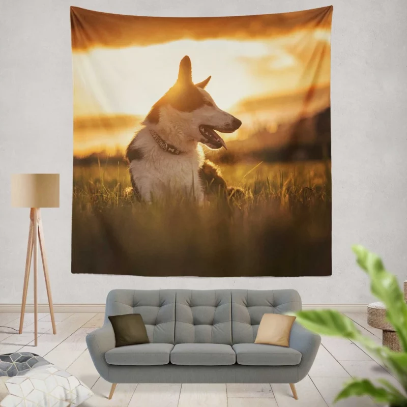 Border Collie Sunset Romp Playful Glow Wall Hanging Tapestry