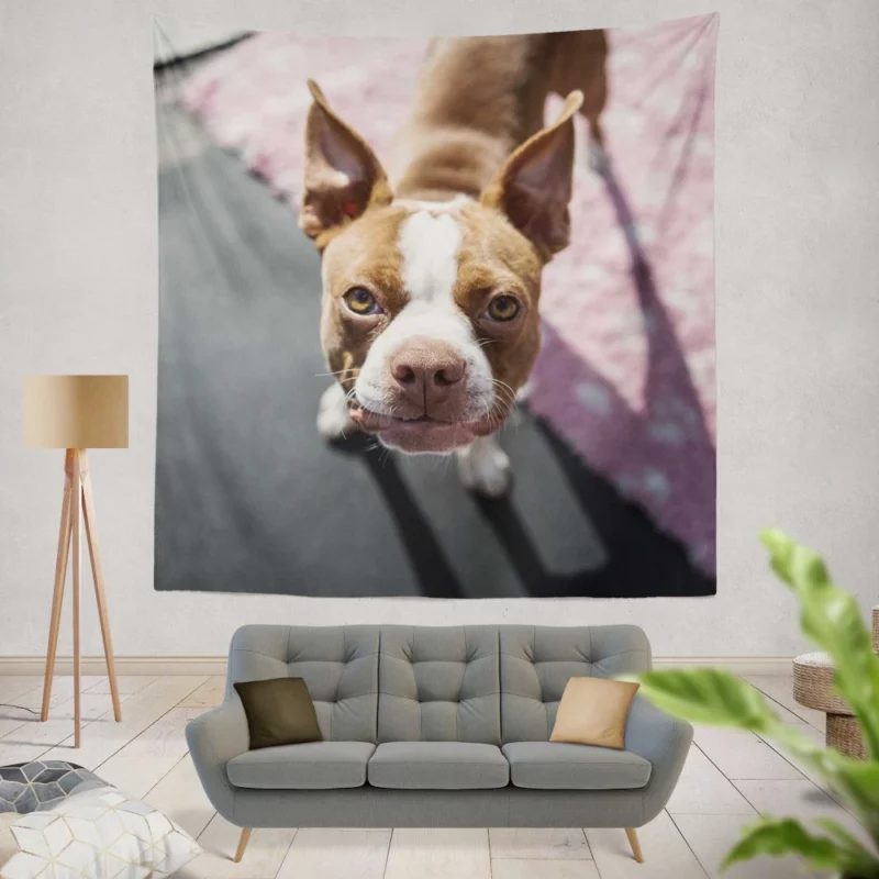 Boston Terrier Distinguished Muzzle Canine Charisma Wall Hanging Tapestry