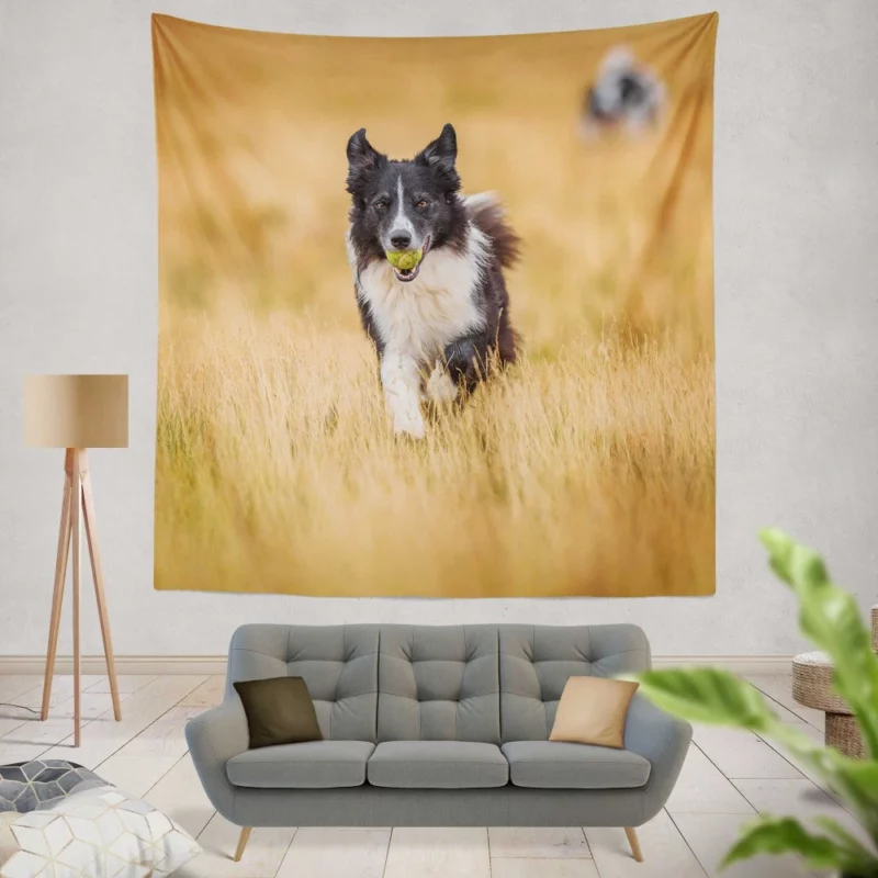 Energetic Border Collie Field Run Wall Hanging Tapestry