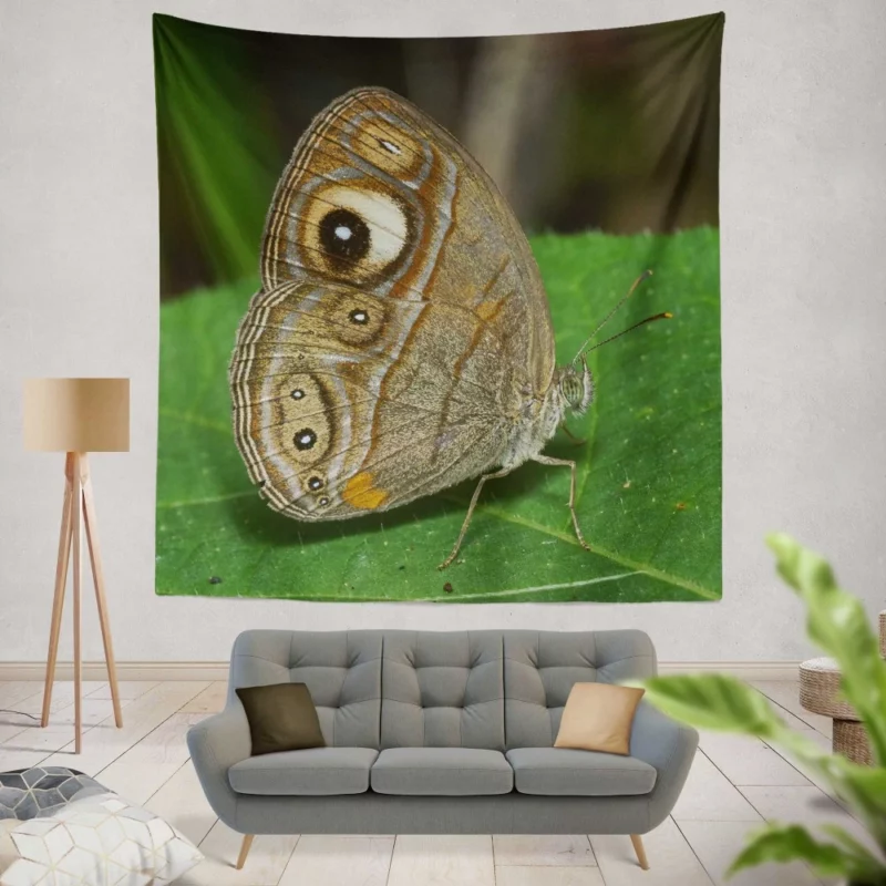 Glad-eye Bushbrown in Malabar Beauty Wall Hanging Tapestry