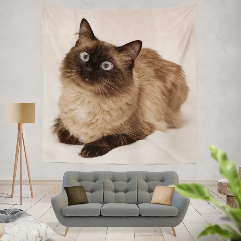 Himalayan Cat Serene Stare Feline Beauty Wall Hanging Tapestry