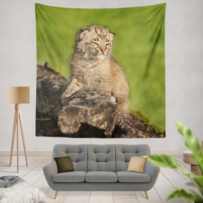 Lynx Cub Enigmatic Gaze Baby Wonder Wall Hanging Tapestry