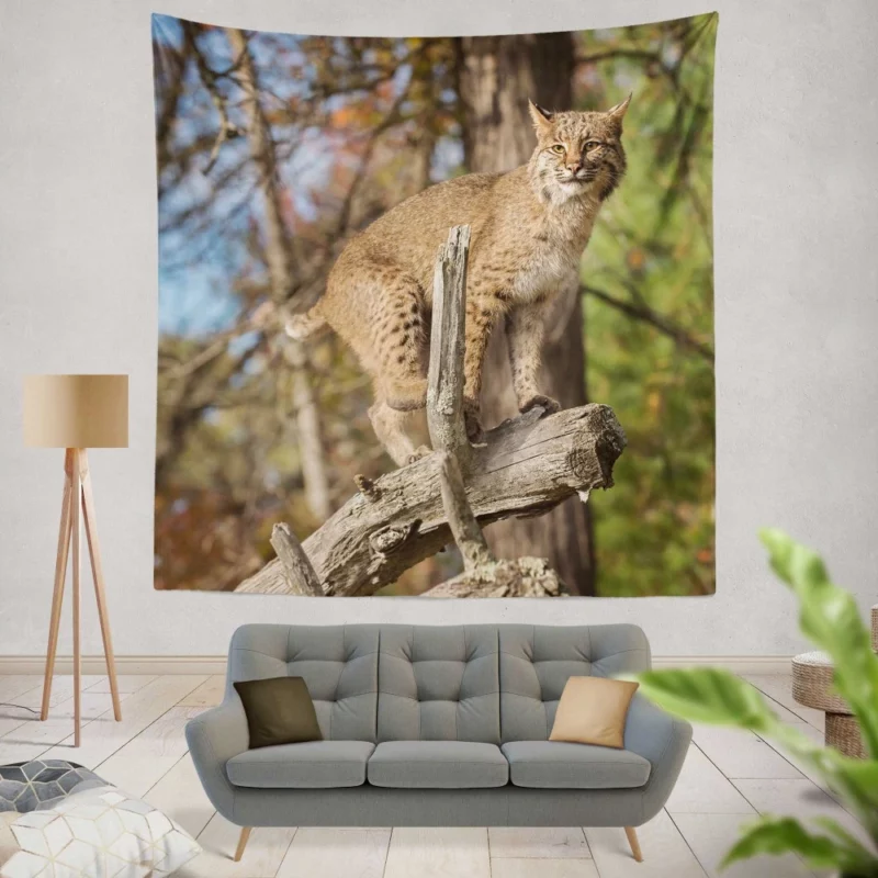 Lynx Enigmatic Stare Wilderness Beauty Wall Hanging Tapestry