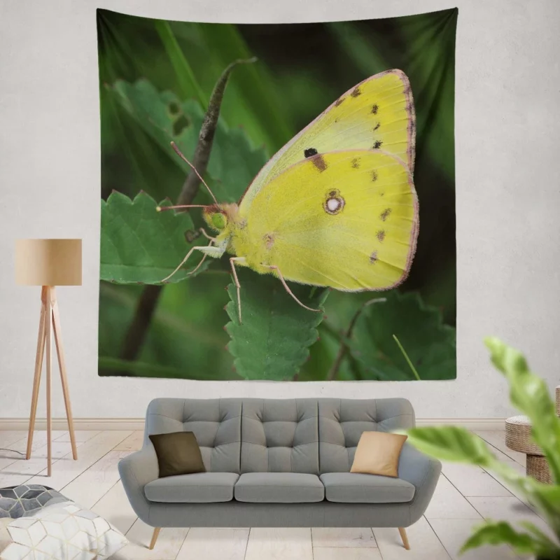 Pale Clouded Yellow Butterfly Ephemeral Charm Wall Hanging Tapestry